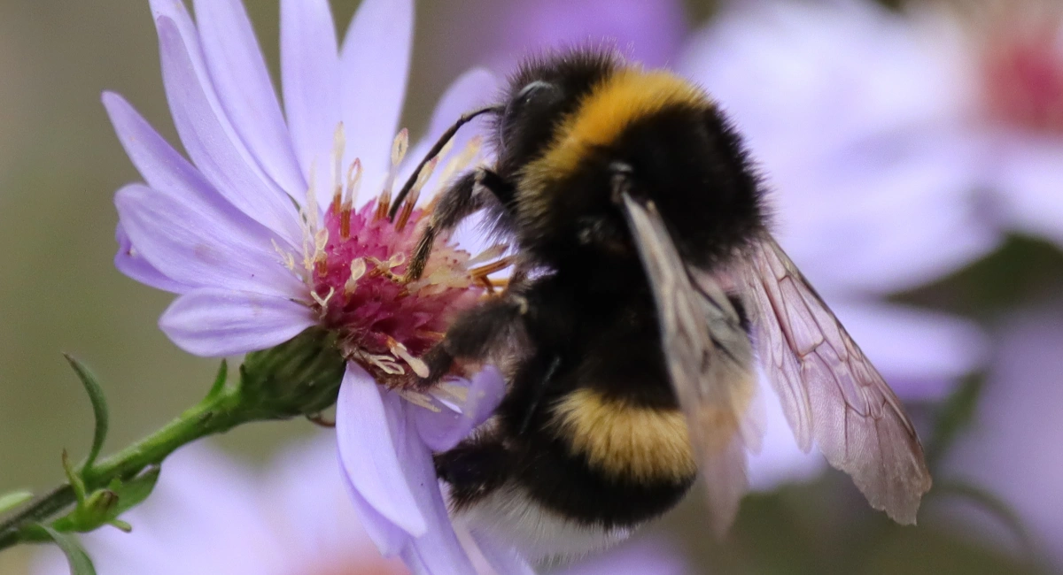 Hommel - Bombus