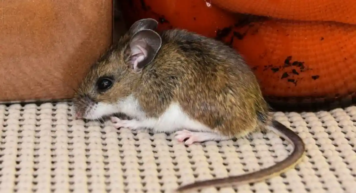 mouse in a pantry